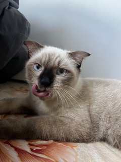 Miko - Siamese Look - Scottish Fold + British Shorthair Cat