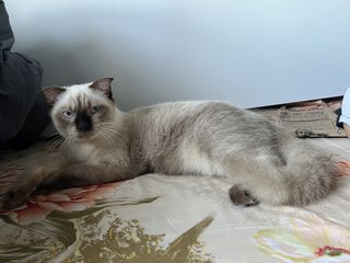 Miko - Siamese Look - Scottish Fold + British Shorthair Cat