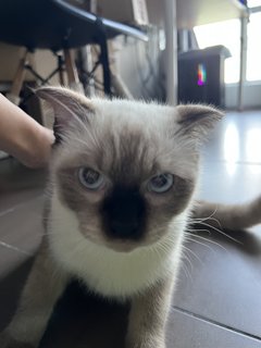 Miko - Siamese Look - Scottish Fold + British Shorthair Cat