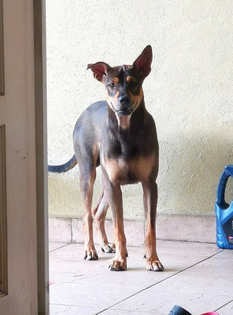 Oscar - Mixed Breed Dog