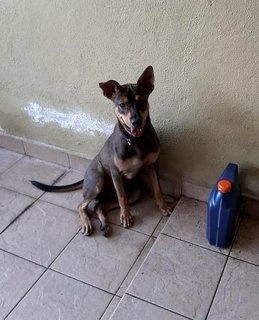 Oscar - Mixed Breed Dog