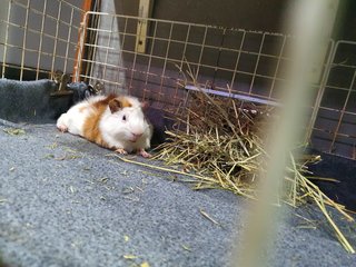 Peanut  - Guinea Pig Small & Furry