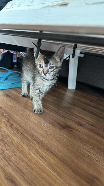 Kenit  - Domestic Medium Hair Cat