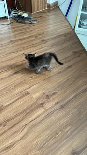 Kenit  - Domestic Medium Hair Cat