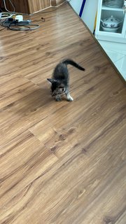 Kenit  - Domestic Medium Hair Cat