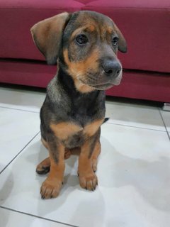 Simba - Mixed Breed Dog