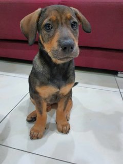 Simba - Mixed Breed Dog