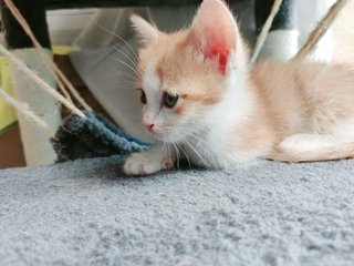 Garfel  - British Shorthair + Calico Cat