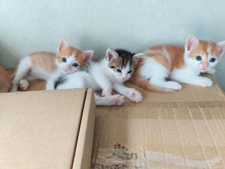 Garfel  - British Shorthair + Calico Cat