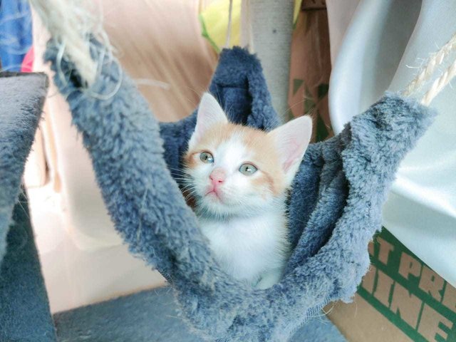 Garfel  - British Shorthair + Calico Cat