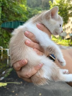 Momo - Domestic Short Hair Cat