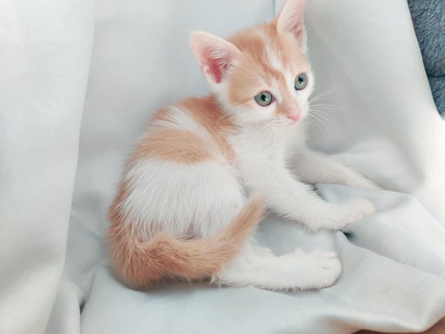 Azuki  - British Shorthair + Calico Cat