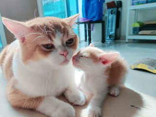 Azuki  - British Shorthair + Calico Cat