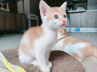 Azuki  - British Shorthair + Calico Cat