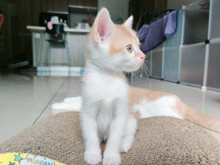 Azuki  - British Shorthair + Calico Cat