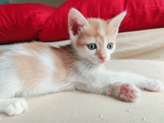 Azuki  - British Shorthair + Calico Cat