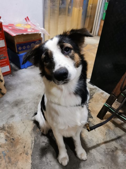 Buibui - Border Collie Mix Dog