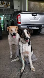 Buibui - Border Collie Mix Dog