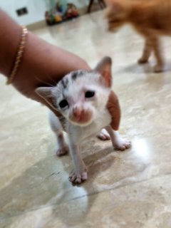 Three Kitties - Domestic Short Hair Cat