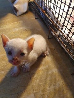 Three Kitties - Domestic Short Hair Cat