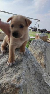 O Zai And Ice Cream  - Mixed Breed Dog