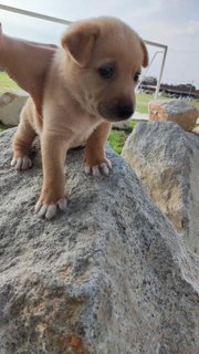 O Zai And Ice Cream  - Mixed Breed Dog