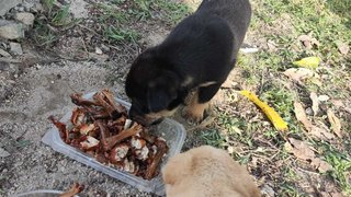 O Zai And Ice Cream  - Mixed Breed Dog