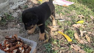 O Zai And Ice Cream  - Mixed Breed Dog