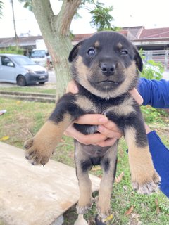 O Zai And Ice Cream  - Mixed Breed Dog