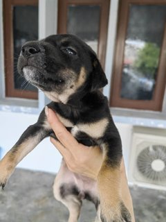 Cutie Pai And Friends - Mixed Breed Dog