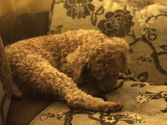 Poppo - Poodle Dog