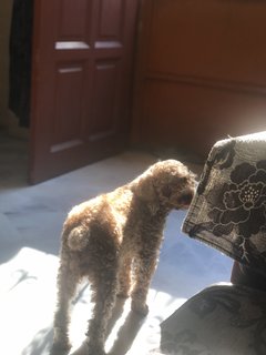 Poppo - Poodle Dog