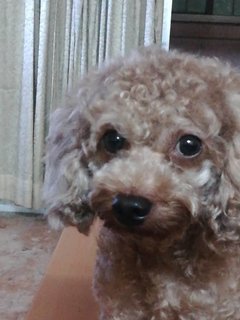 Poppo - Poodle Dog