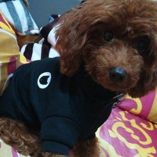 Poppo - Poodle Dog