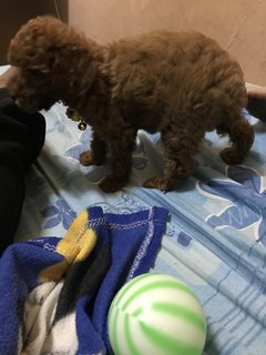 Poppo - Poodle Dog