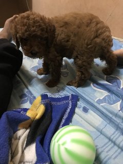 Poppo - Poodle Dog