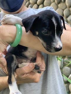 Jake - Mixed Breed Dog