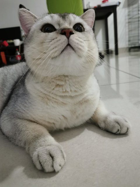 Tabbyy - British Shorthair Cat