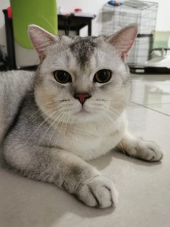 Tabbyy - British Shorthair Cat