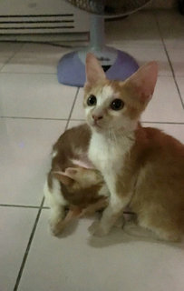 Comot Dan Comel - Domestic Short Hair + Domestic Medium Hair Cat