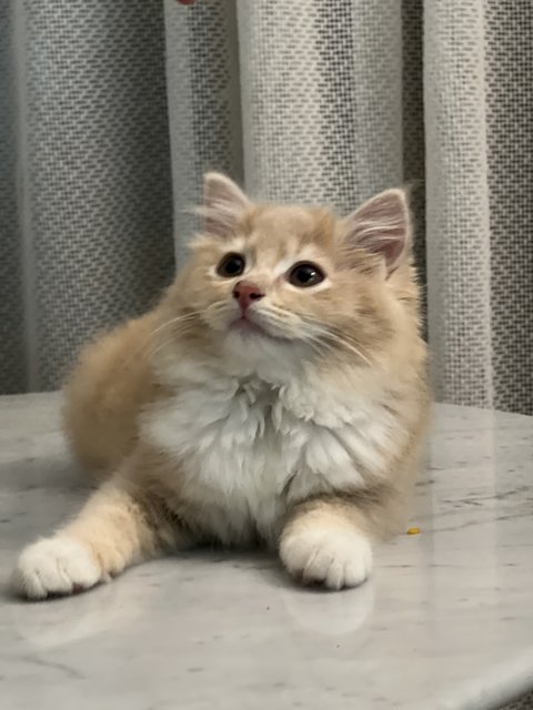 Brown Cheeky Cat - Domestic Long Hair Cat