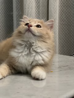 Brown Cheeky Cat - Domestic Long Hair Cat