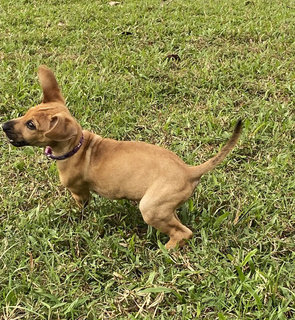 Brown Dan  - Mixed Breed Dog