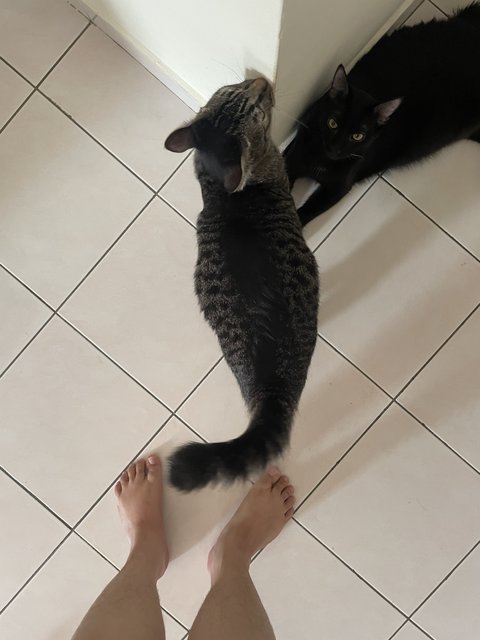 Popo - Tabby Cat