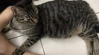 Popo - Tabby Cat