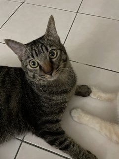 Popo - Tabby Cat