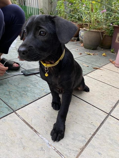 Mixed Puppies - Mixed Breed Dog