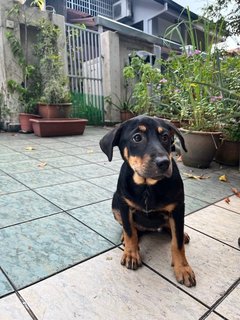 Mixed Puppies - Mixed Breed Dog