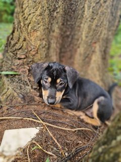 Mixed Puppies - Mixed Breed Dog