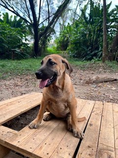 Mixed Puppies - Mixed Breed Dog